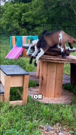 Why do goats faint?
