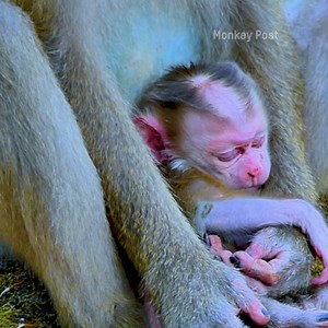 15K views · 646 reactions | Newborn Baby Monkey Lucie sleeping on the Mom chest look like good dream | Monkey Post | Facebook