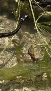 Snake Hunting Fish in Šatorsko Lake! Unreal Nature Moment 😱