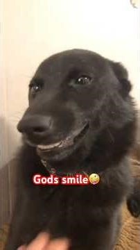 Happy Dogs Smile Very Funny 😂 Cute Dogs That Will Make Your Day