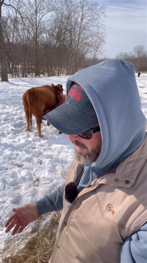 A calf went back to nursing after a 5-week weaning 19 Why it happens, what it means, and how we're fixing it | Tick Creek Ranch
