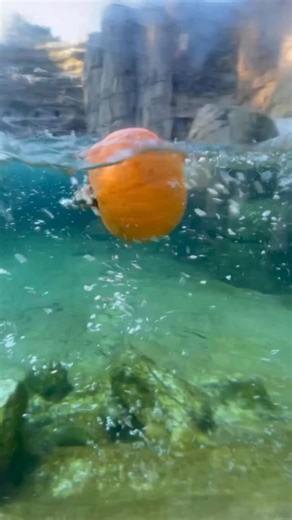 Carve out some time with us! 🎃Pumpkin Bash October 25 26 🌸Animal Ofrenda October 22- November 2 🐾👻🐺Shop ZooStore for costume inspiration and seasonal treats 🎃🎃P.S. Zoo-inspired pumpkin templates too! Get the scoop at zoo.org/pumpkinbash | Woodland Park Zoo