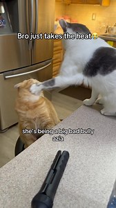 Not him all squashed up 🤣 #cats #catsofinstagram #catstagram #pets #petstagram #petsofinstagram #viralreels #catlovers #petlovers #funnycats | Aziathecat