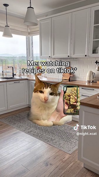 Cookie Time with Cats: Hilarious Cat Memes