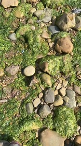 126K views · 1K reactions | Let’s learn how to collect algae | Ethan Hernandez | Facebook