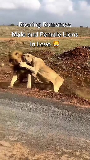 Roaring Romance: Male and Female Lions In Love