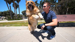 21M views · 14K reactions | German Shepherds Amazing reaction to the Ocean after chained up 5 years! #germanshepherd #animals | Rocky Kanaka | Facebook