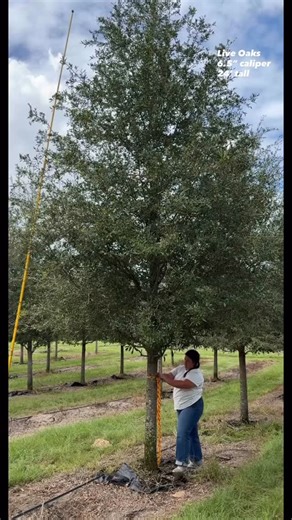 15 reactions | Ask Margo about our deals on Live Oaks 6.5” caliper in...