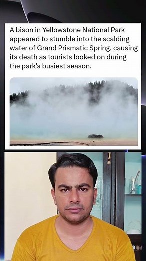 Bison Dies After Falling into Grand Prismatic Spring During Peak Tourist Season in Yellowstone