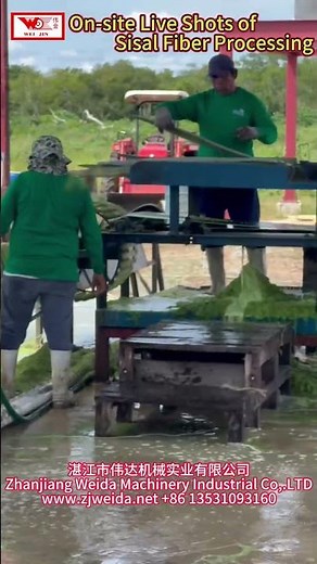 🎥 On-Site Sisal Fiber Processing: 3 Machines (ZGM-4402+ZGA-206+CZ-1000) to get High-Purity Fibers!