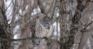 Chouette Rayée en boule | Richard Diotte