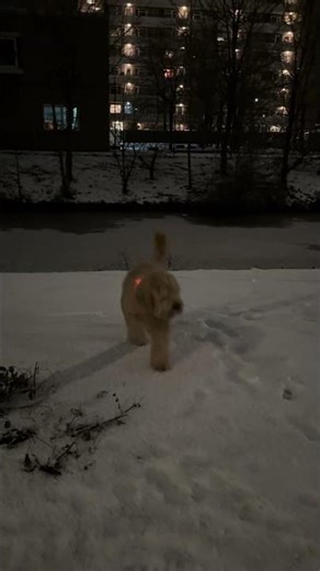 🔥 Snowy Night Walk ❄️🐾🐶 Goldendoodle Being Adorable | Cute Dog Shorts