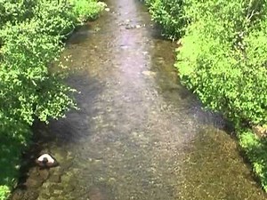 Pêche à la mouche en rivière - Apprentissage