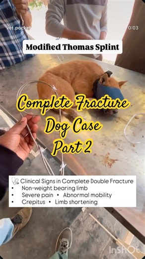 Modified Thomas Splint in Complete Double Fracture Dog Temporary Stabilization Technique #vetpocket