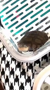 Weekend Plans with Gumball Turtle: Fun Ideas and Activities!