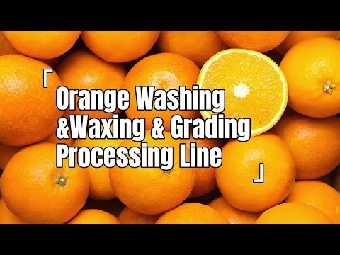 Industrial Orange Processing Marvel!Automatic Washing, Waxing & Grading Line