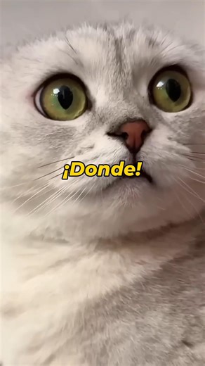 Mi gato es un Héroe 😄 ¡CUCARACHA! #comedia GATOS GRACIOSOS