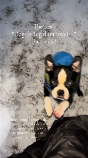 The best “dogs being dumb/weird” pics wins Q:what color is your dog?! Before joining a comp make sure its the pinned video! if it isnt, then that comp is over! the pinned video is an ongoing comp! #dogs #weird #funny #comp #fyp
