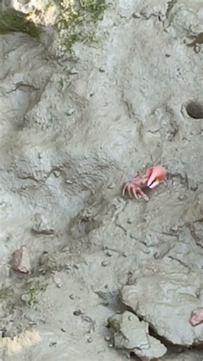 How does a Red Crab Eat #crab #travel #nature #sundarbantravel