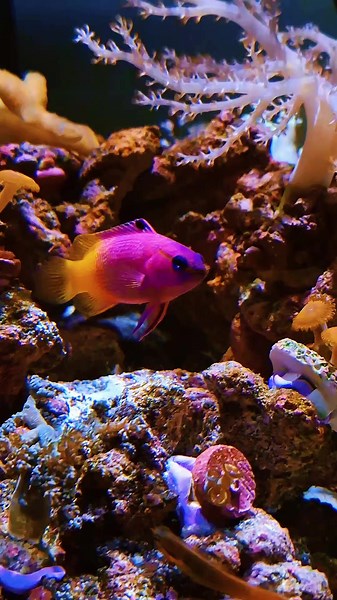 Mini Reef #coral #fish #aquarium #reef