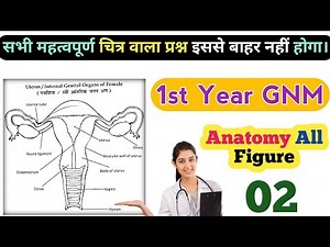 Anatomy का सभी महत्वपूर्ण Diagrams - इससे बाहर Exam में नहीं आएगा ! GNM First Year Important Topics