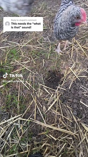 Chicks Surprised by a Gopher on TikTok