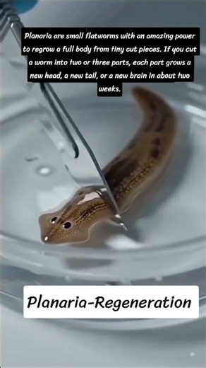 Planaria Regeneration// Asexual Mode of Reproduction-Planaria #biology #neet #neetbiology #ytshorts