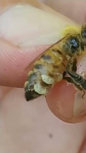 HOW BEES MAKE WAX! AMAZING!! #insects