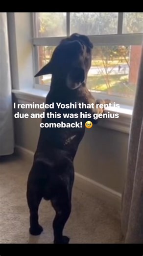 56 reactions · 49 comments | He’s singing his way out of rent free #furbaby #frenchies #Yoshi #frenchbulldog #rent #rentfree | Cali Soriya | Facebook