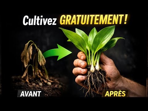 La Plante Que Chicago a Volé et Qu'une Industrie de 32 Milliards Cache au Monde
