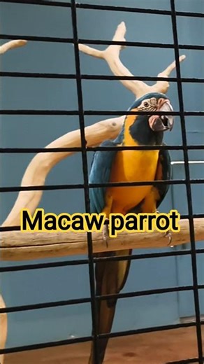 Macaw parrot | African grey vs Amazon parrot | macaw price | Best talking parrot | Bastariya lover