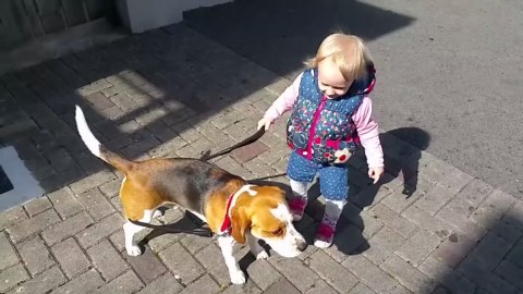 Toddler vs beagle: Hilarious walking showdown
