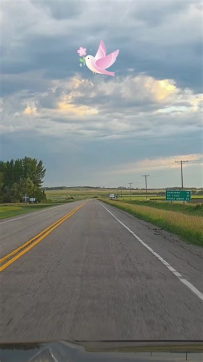 furbabymomma on TikTok