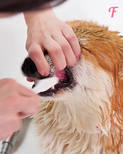 28K views · 367 reactions | Rescued and transformed, this pup finds its way home | Fabiosa Life | Facebook