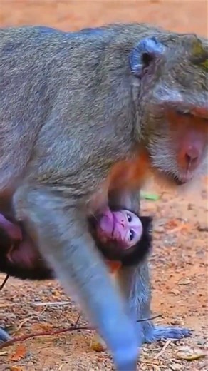 Very Cute Newborn Baby Monkey with a Protective Mother