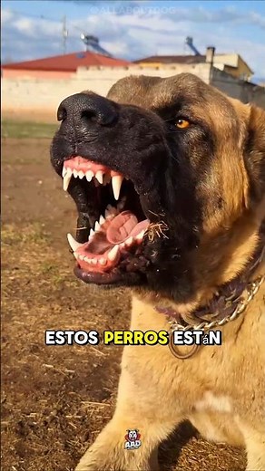 These dogs are banned in many countries 😱🐕 | Dangerous breeds