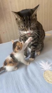 1.9M views · 10K reactions | Let’s get clean first 先洗手 #together #teach #kitten #patience #learning #pawpatrol #catlover #loveyou #adorable #sosweet #Awesome #wonderful #cool #chill #wow #nice #bliss #meow #catlife #clean #wait #cutenessoverload #aww #likeforlikes #shorts #video2024 #reelsvideo #videoviral #NowPlaying #best | alfienlaylagiveaway | Facebook