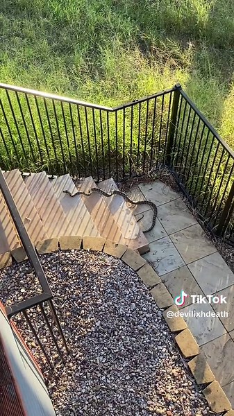 Surviving Nature: Python and Possum Encounter