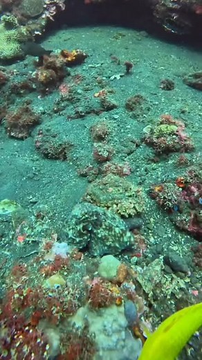 Oceans Life | The Art of Disguise A day octopus demonstrates its exceptional camouflage skills amidst the corals of Amed Pyramids, Bali. Bali,... | Instagram