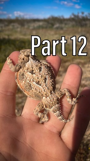 @california_every_reptile on Instagram: "Part 12: Desert Horned Lizard - Phrynosoma platyrhinos - Taxanomic note: The subspecies (Southern Desert Horned Lizard) mentioned in this video is no longer recognized, and thus it, along with the old Northern ssp, have been merged to form a single monotypic ssp: Desert Horned Lizard"
