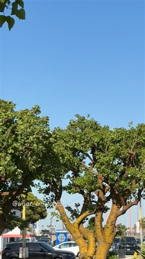 Turkish Airlines (TK9) Boeing 777-3F2(ER) landing 🛬 in LAX from IST on 6/22/2025 Reg: TC-JJG @turkishairlines #turkishairlines #boeing #boeing777 #b777 #widebody #landing #lax #aviation #aviationdaily #aviationlovers #avgeek #plane #planespotting #planespotters #飛行機 #飛行機撮影 #飛行機好きな人と繋がりたい #ボーイング777 #トルコ航空 | Emi Aviation