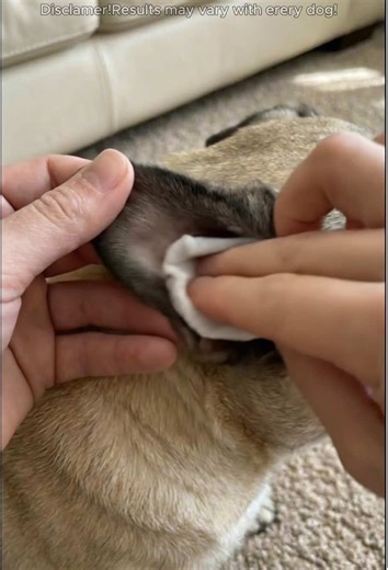Essential Ear Care Tips for Dogs and Pet Owners
