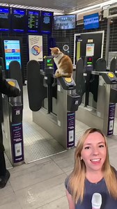 Nala the cat is the newest employee at Stevenage train station, and she’s doing an excellent job. 🐈 The ticket agent cat makes sure everyone has paid their fare. She also loves the attention. See Nala on Facebook by searching for "The Adventures of Nala" 📸 nala_station_cat #catswithjobs #catsoftiktok #cat | That Good News Girl