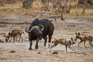 15K views · 309 reactions | AMAZING BATTLE!! Mother Buffalo Tries to Save Baby From Wild Dogs | Wild Animal World | Facebook