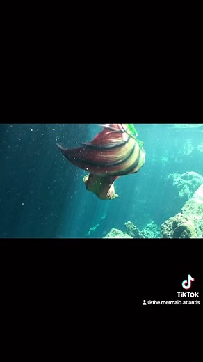 #mermaid clips! Footage by @brettsphoto @waybeyondproductions @susanknightstudios @mauimermaidschool . #TheMermaidAtlantis #SwimmingMermaid #Atlantis #BayAreaParents #mermaid #MermaidParty #SiliconeValley #KidEntertainment #kids #CorporateEntertainment #SFbayArea #MermaidTail #MermaidAtHeart #MermaidHair #MermaidLife #freedive #stunt | The Mermaid Atlantis