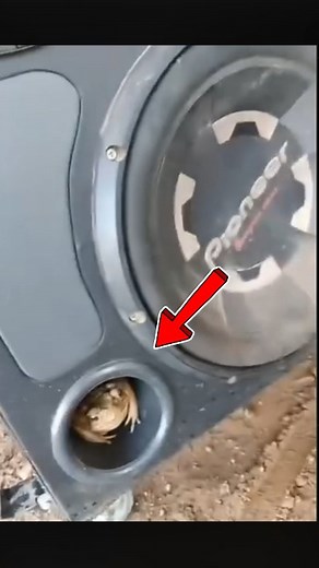 5.2K views · 61 reactions | Prog Frog  #metalmemes #progressivemetal #progmetal #progrock #djent #metalmeme #prog #frogs | The Circle Pit | Facebook