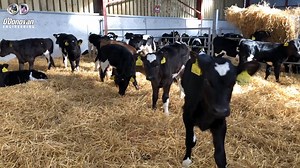 1.8K views · 28 reactions | Discover how feeding calves becomes a...