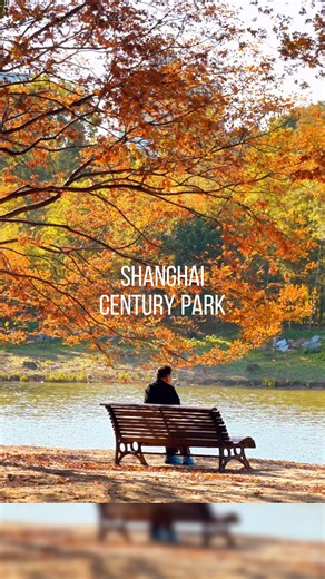 That dreamy autumn glow at Century Park 🍂 Crunchy leaves underfoot, golden light through the trees...perfect spot to slow down and let your mind float away. Who else is obsessed with this serene escape? 🍁✨ 📸: JIANGZiYa有鳥之鄉 Share the beauty of Shanghai you captured and tag #ipshanghai to be featured. . . . . #shanghai #shanghailife #shanghaitravel #ShanghaiCityWalk #flowers #botanica #botanicalbeauty #blossom #dreamy #dreamy_photo #nature #naturebeauty #naturephotography #autumn #autumndays #a