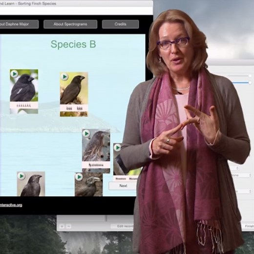 Sorting Finch Species