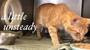 6.1K views · 174 reactions | I'm A Little Unsteady Molly is a 9 year...